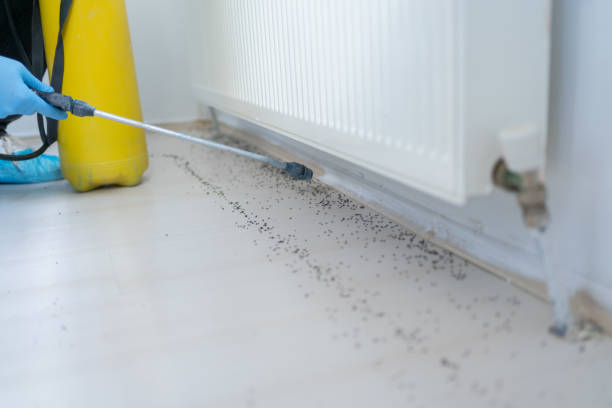 Best Ant Control Services  in Twain Harte, CA